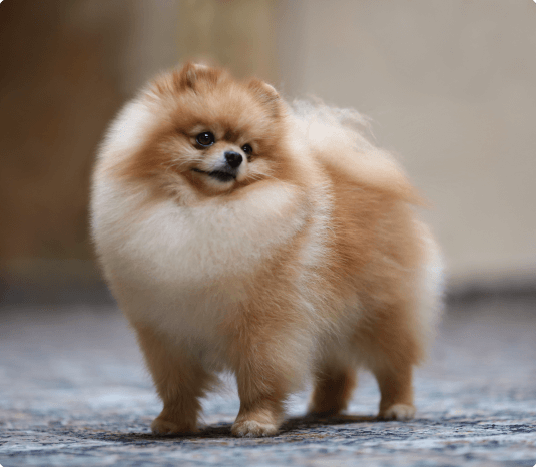 MIĘDZYNARODOWA WYSTAWA PS&Oacute;W RASOWYCH